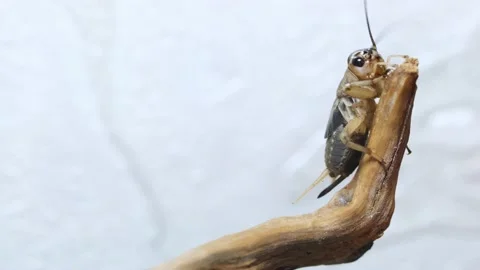 Cricket close-up. Insect pests eating crops, locusts. Stock Footage 237909296