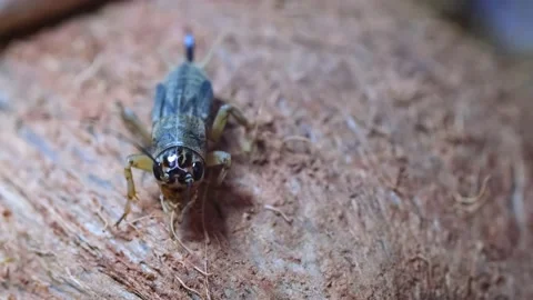 Cricket close-up. Insect pests eating crops, locusts. Stock Footage 238896072