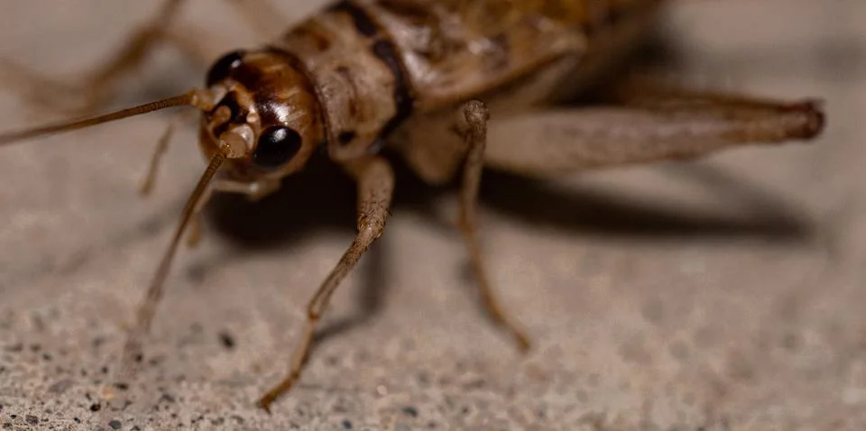 Cricket Close Up Macro Stock Photos