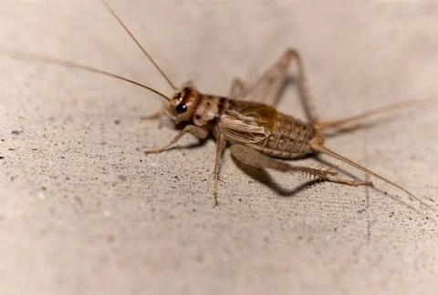 Cricket Close Up Stock Photos