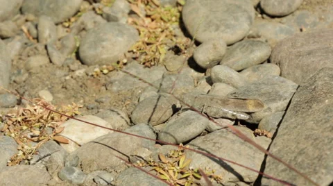CRICKET CRAWLING OVER ROCKS AND SMALL PLANTS DESERT Stock Footage 52078227