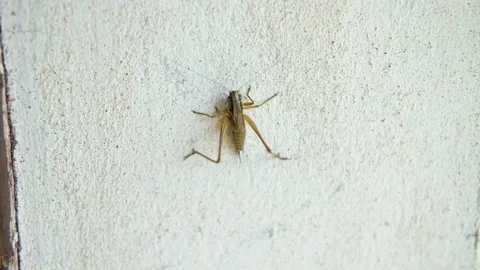 A cricket crawling up a white wall Stock Footage 78190745