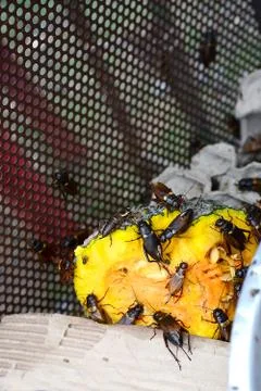 Cricket eating pumpkin Foto stock