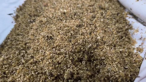 Cricket eggs that have already hatched Vídeo Stock 329492032