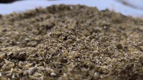 Cricket eggs that have already hatched Stock Footage 329492473