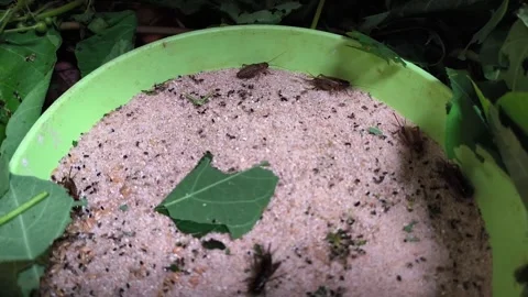 Cricket eggs in large containers Stock Footage 329492482