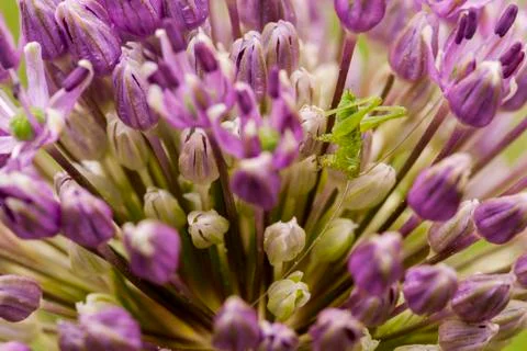Cricket on flower Stock Photos