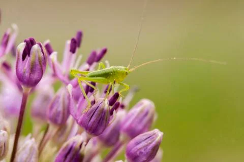 Cricket on flower Stock Photos
