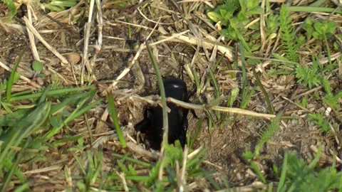 The cricket. Video stock 153278599