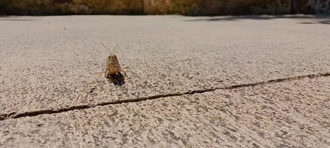 Cricket Stock Footage 276920527