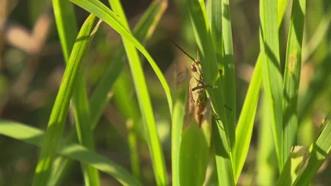 Cricket on Grass Blade in Sunlight Stock Footage 314851315