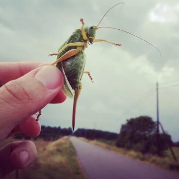 Cricket Green Stock Photos