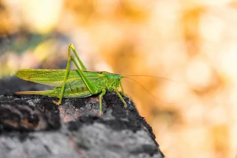 Cricket on a grey stone Stock Photos