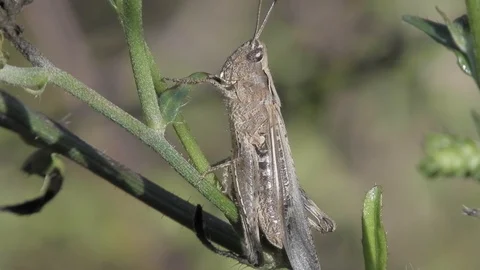 Cricket (grillo) eating a leaf 4K- Italian nature Video stock 120347210