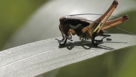 Cricket (Grillo) resting on a leaf moves the antennas 4K - Italian Nature Video stock 109434213