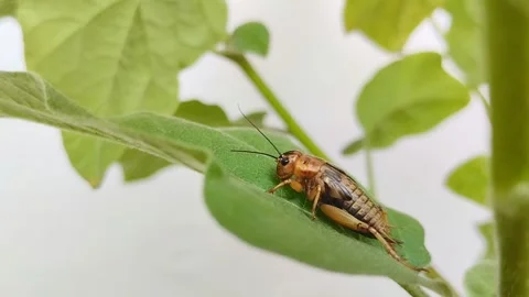 A cricket (Gryllidae) on a leaf Stock Footage 314931032
