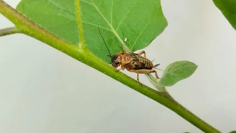 A cricket (Gryllidae) on a leaf Stock Footage 314931040