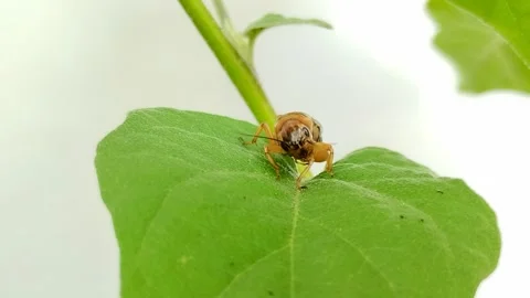 A cricket (Gryllidae) on a leaf Stock Footage 314931100