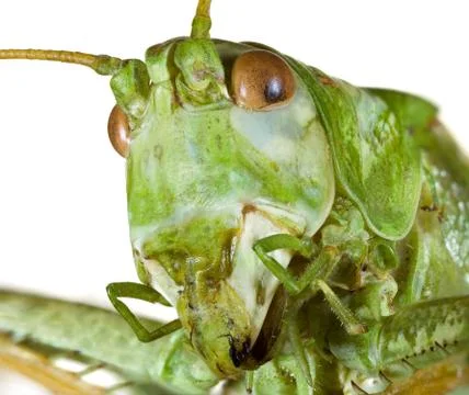 Cricket head Stock Photos