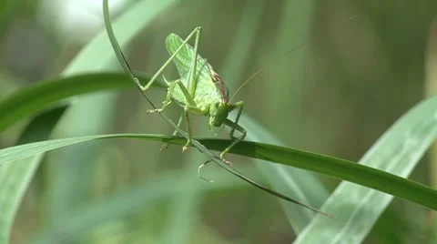 A cricket (insect) defecate 스톡 동영상 8559619