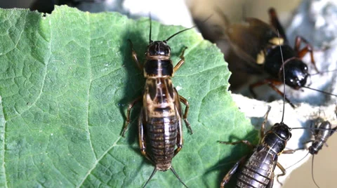 Cricket insect eating green leaf food, macro close up mode. Stock Footage 36667043