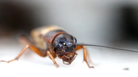 Cricket insect, macro close up mode. Stock Footage 36649306