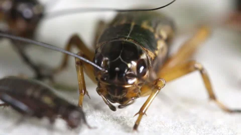Cricket insect, macro close up mode. Stock Footage 36662761