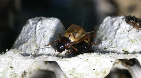 Cricket insect slough off, macro close up mode. Stock Footage 36652665
