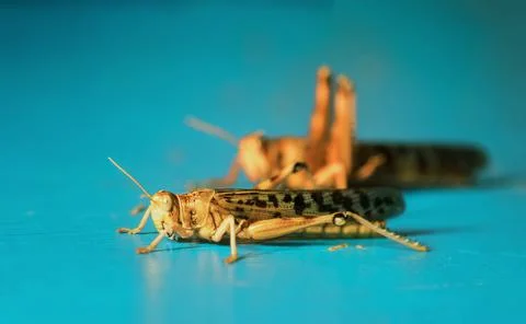 Cricket insects on a plain blue background. Stock Photos