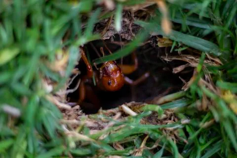 Cricket jerusalem Foto stock