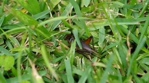 Cricket jumping away Stock Footage 58090874