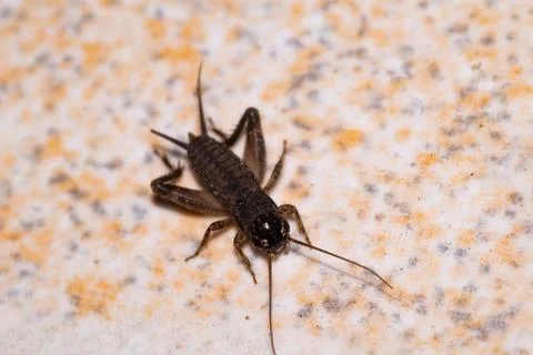 Cricket jumping on the ground Stock Photos