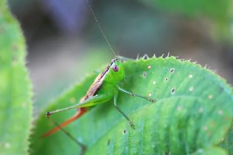 Cricket on a leaf in Belize Stock Photos