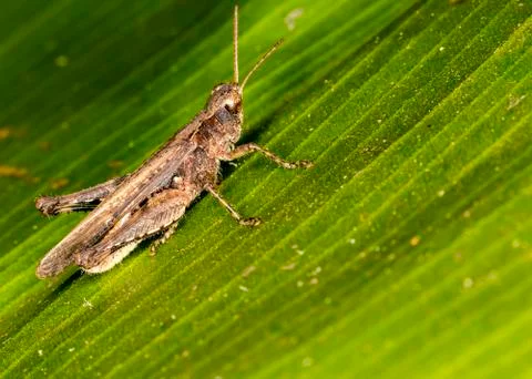 Cricket on leaf close up Stock Photos