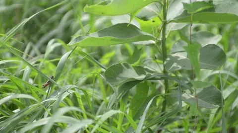 Cricket On A Leaf Vídeos de archivo 67295697
