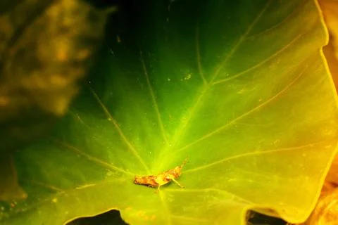 Cricket on leaf, texture of green Foto stock