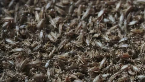 Cricket life in a farm Stock Footage 172010040