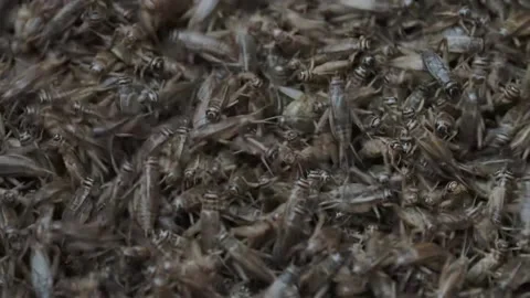 Cricket life in a farm Stock Footage 172010041