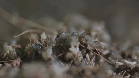 Cricket life in a farm Stock Footage 172010043