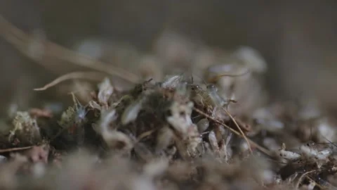 Cricket life in a farm Stock Footage 172010044