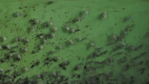 Cricket life in a farm Stock Footage 172010045