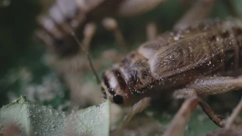 Cricket life in a farm Stock Footage 172010046