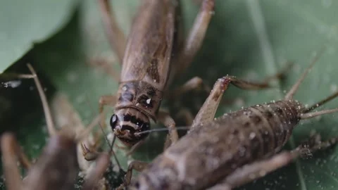 Cricket life in a farm Stock Footage 172010047