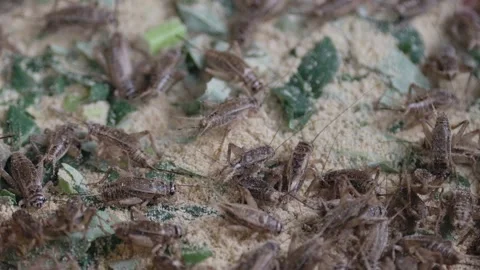 Cricket life in a farm Stock Footage 172010048