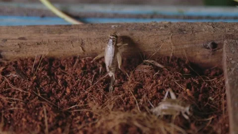 Cricket life in a farm Stock Footage 172010049