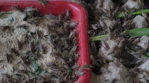 Cricket life in a farm Stock Footage 172010052