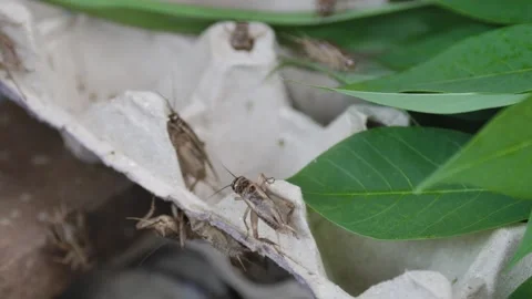 Cricket life in a farm Stock Footage 172010053