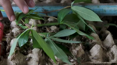 Cricket life in a farm Stock Footage 172010054