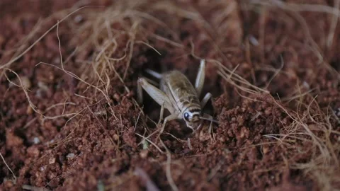 Cricket life in a farm Stock Footage 172010058