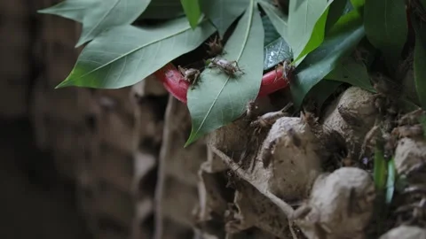 Cricket life in a farm Stock Footage 172010060